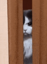 δφγγφ.gif