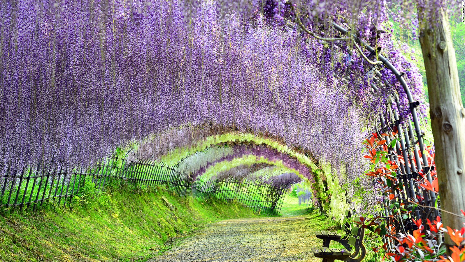 150306145109-beautiful-japan-kawachi-wisteria-full-169.jpg