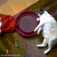 2a464725702f063b2718d98.gif