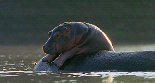 6d736d603cbc93.gif