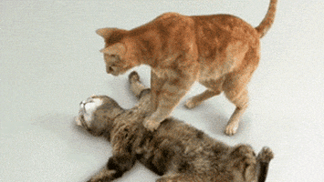 743.gif