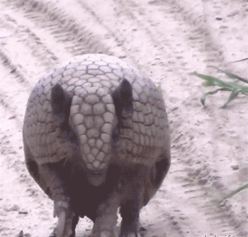 7f8327a8f2.gif
