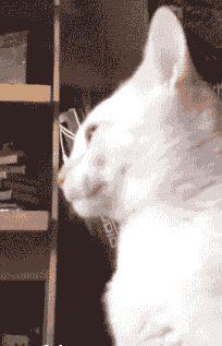 8861609ff3.gif