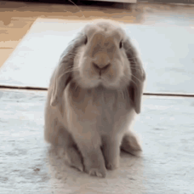 bunny-cute-bunny.gif