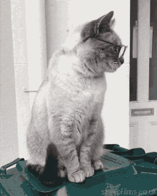 cat-glasses.gif