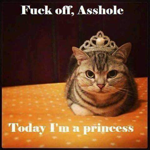 cat princess.jpg