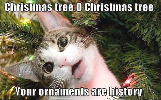 Cats-at-Christmas-time.jpg