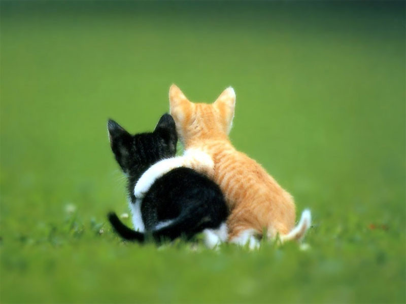 cats huging.jpg