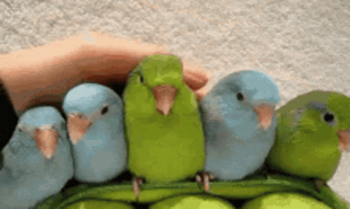 cute-parrots-colourful-parrots.gif