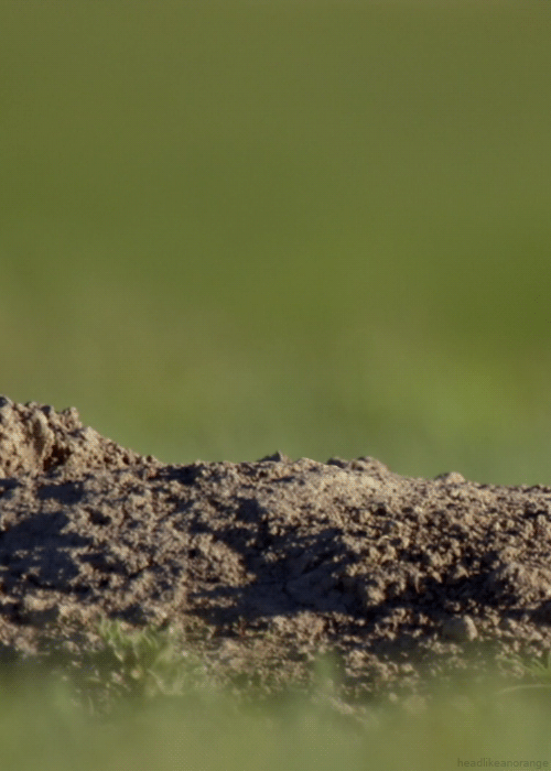 Peeking.gif