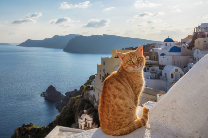 greek-cat2-720x480.jpg