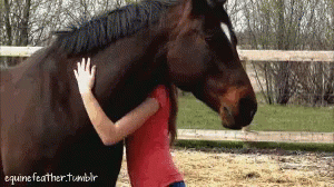 horse-girl.gif