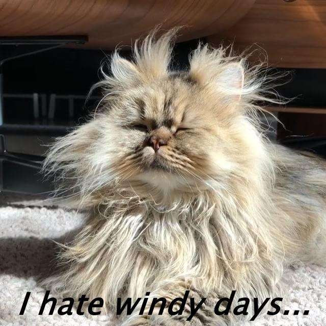 i-hate-windy-days.jpeg
