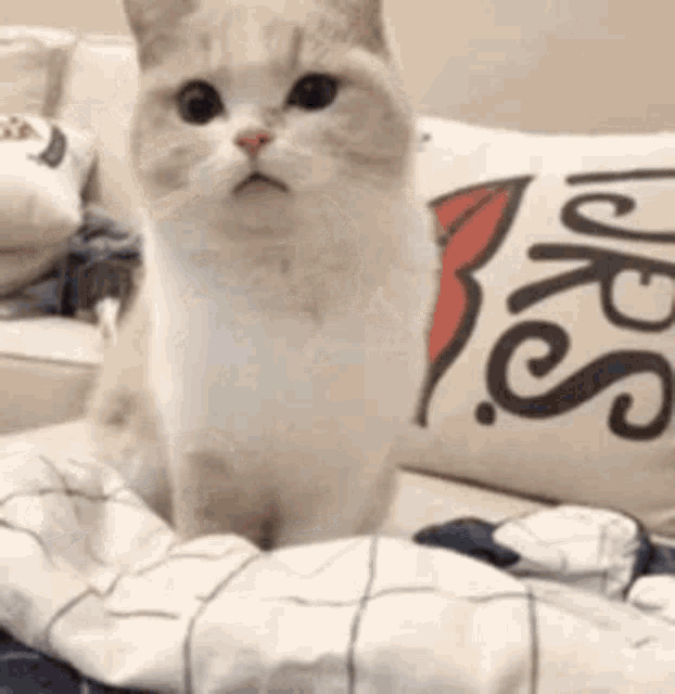 mybc-cat-hug.gif