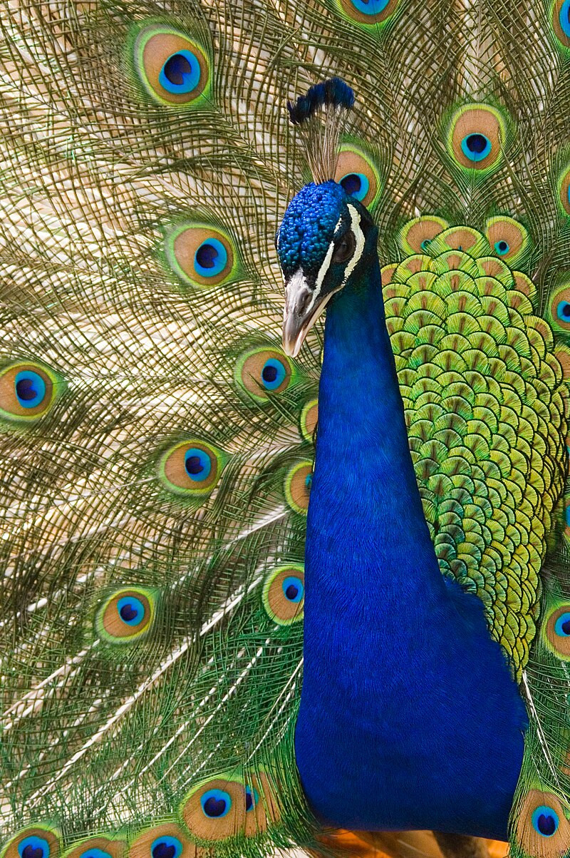 Oregon_zoo_peacock_male.jpg