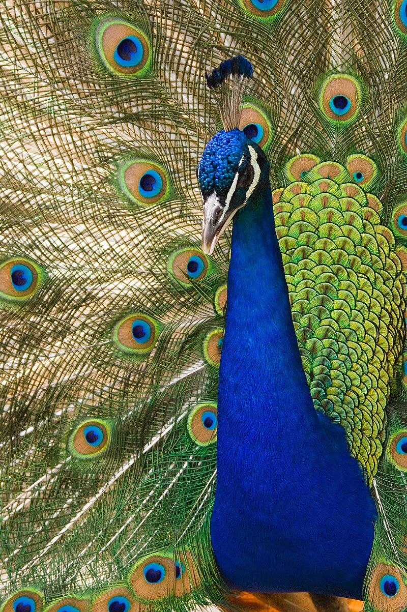 Oregon_zoo_peacock_male.jpg