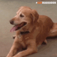qo6oto76.gif