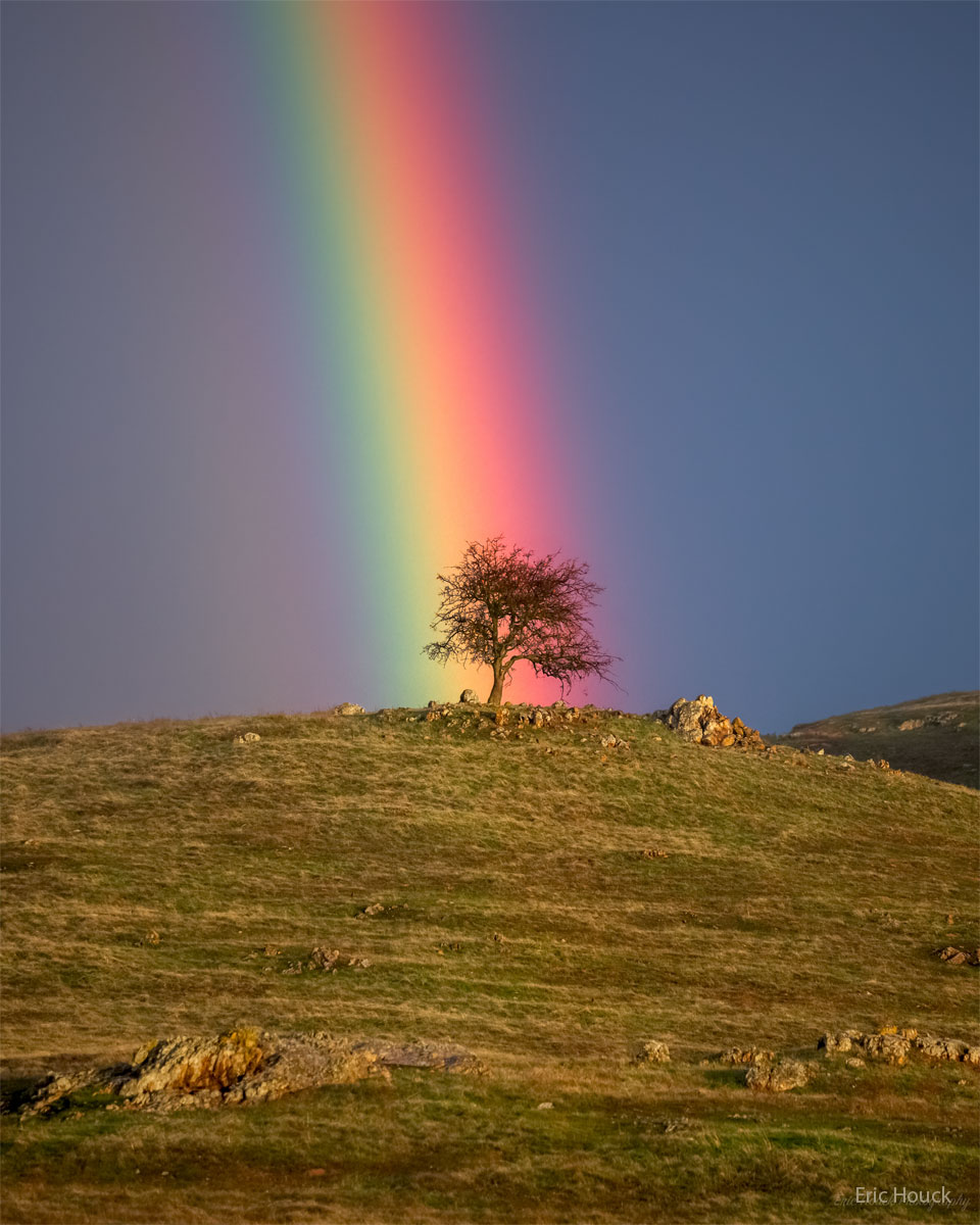 RainbowTree_Houck_960.jpg