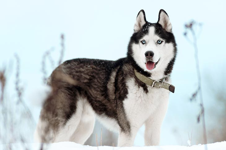 Siberian-Husky-standing-outdoors-in-the-winter.jpg