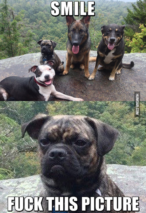 smiling-dogs.jpg