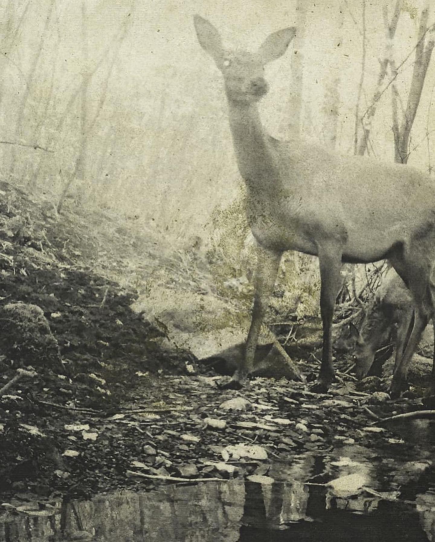 Stephen Gill - Night Procession. .jpg