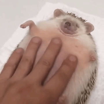 t0io3gdvup.gif