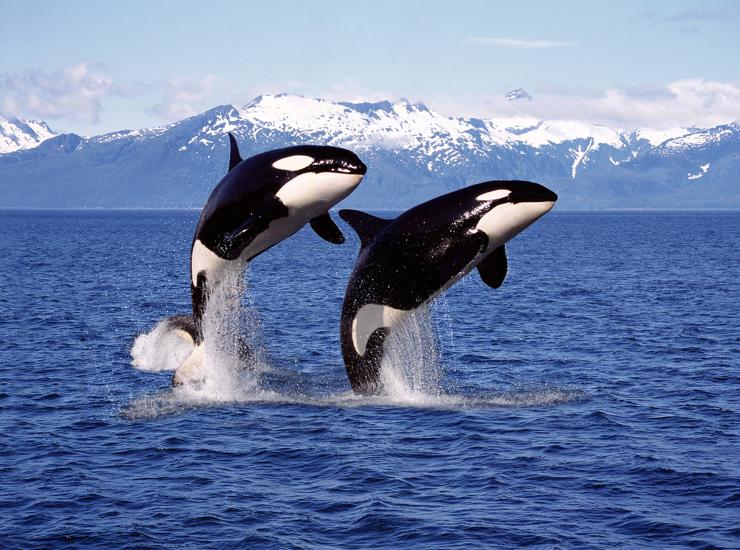 two-killer-whales.jpg