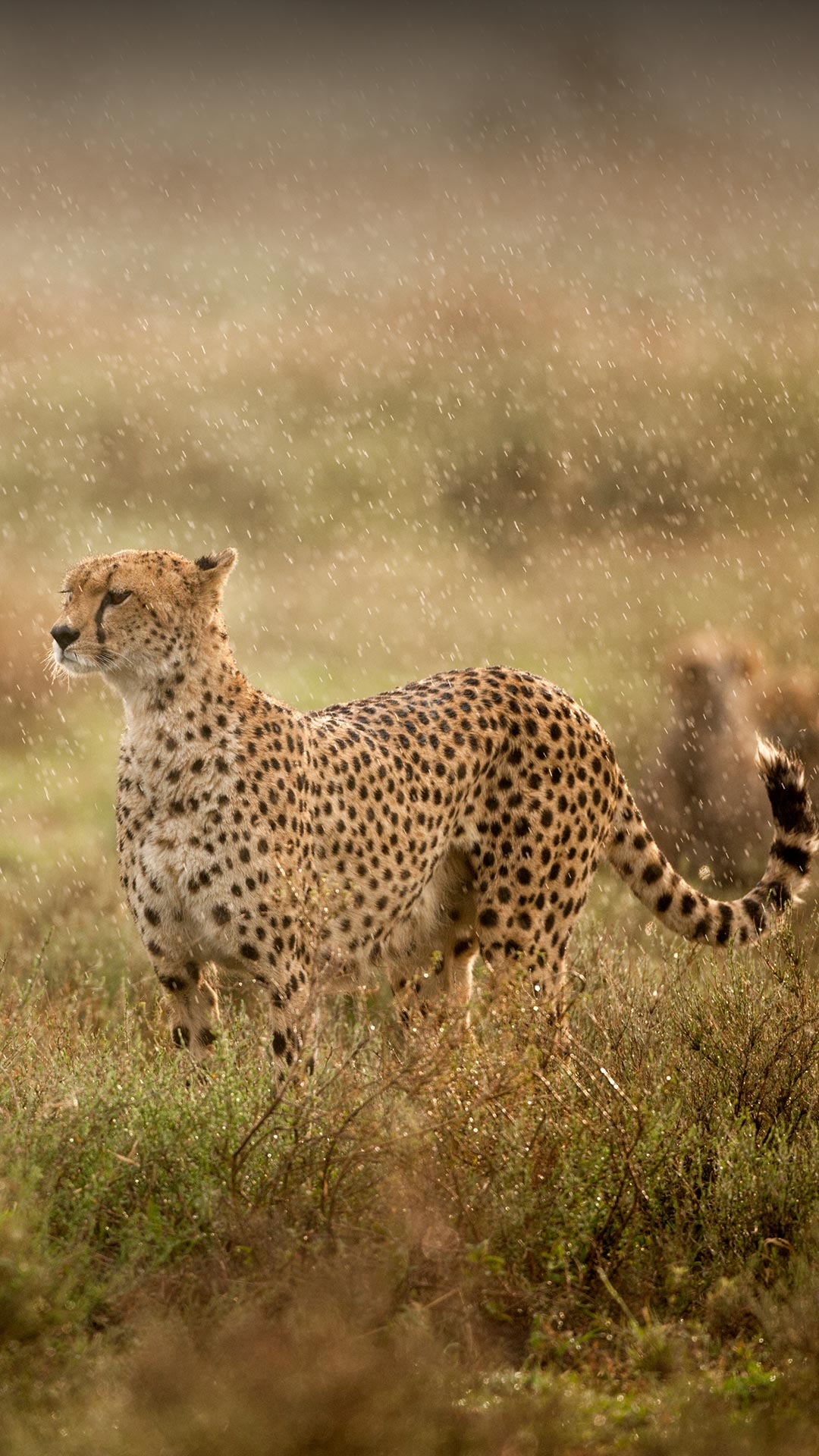 Wallpaper from Bing search app_ (2).png