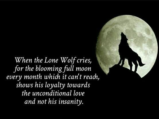 wolf14.jpg wolf14.jpg