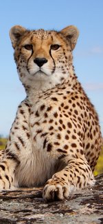 1046908-1125x2436-iphone-hd-cheetah-wallpaper-photo.jpg