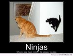 Ninja-cat.jpg