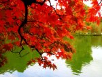 223231987_free-pictures-fall-autumn-colors-leaves-Mexicanwave.jpg