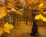 Yellow-Leaves-autumn-393324_1280_1024.jpg