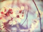 welcome_spring_1_by_linalophoto-d4spzzv_large.jpg