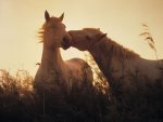 Nuzzling Wild Camargue Horses, Bouches-du-Rhone, France(1).jpg