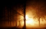 nature-sun-cars-trees-gallery-nature-download-wallpapers.jpg