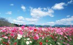 Field-flowers-image8.jpg