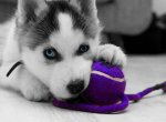 Siberian-husky-puppies.jpg
