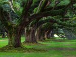 HD-Wallpaper-3D-Wallpaper-Nature-Line-of-Tree-Image.jpg