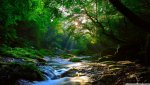 beautiful_sunlight_at_forest-wallpaper-1366x768.jpg