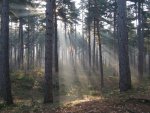 Crepuscular_rays_in_the_woods_of_Kasterlee,_Belgium.jpg