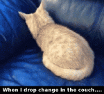 cat-couch-hide-money-Favim.com-2377053.gif