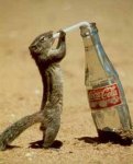 thirsty-squirrel1.jpg