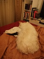IMG_20201114_003616.jpg IMG_20201114_003616.jpg