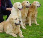 golden_retriever_02a.jpg