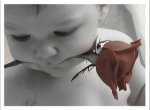 183927-2008_03_31_baby_rose.jpg