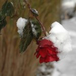 winter-rose.jpg