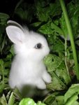 bunny,animals,cute,animal,bizarre,plants-f50c804b6ebeca874e1f266835449309_h.jpg