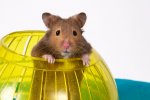 Hamster-717082.jpg