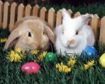 2-Rabbits-bunny-rabbits-4233951-1280-1024.jpg